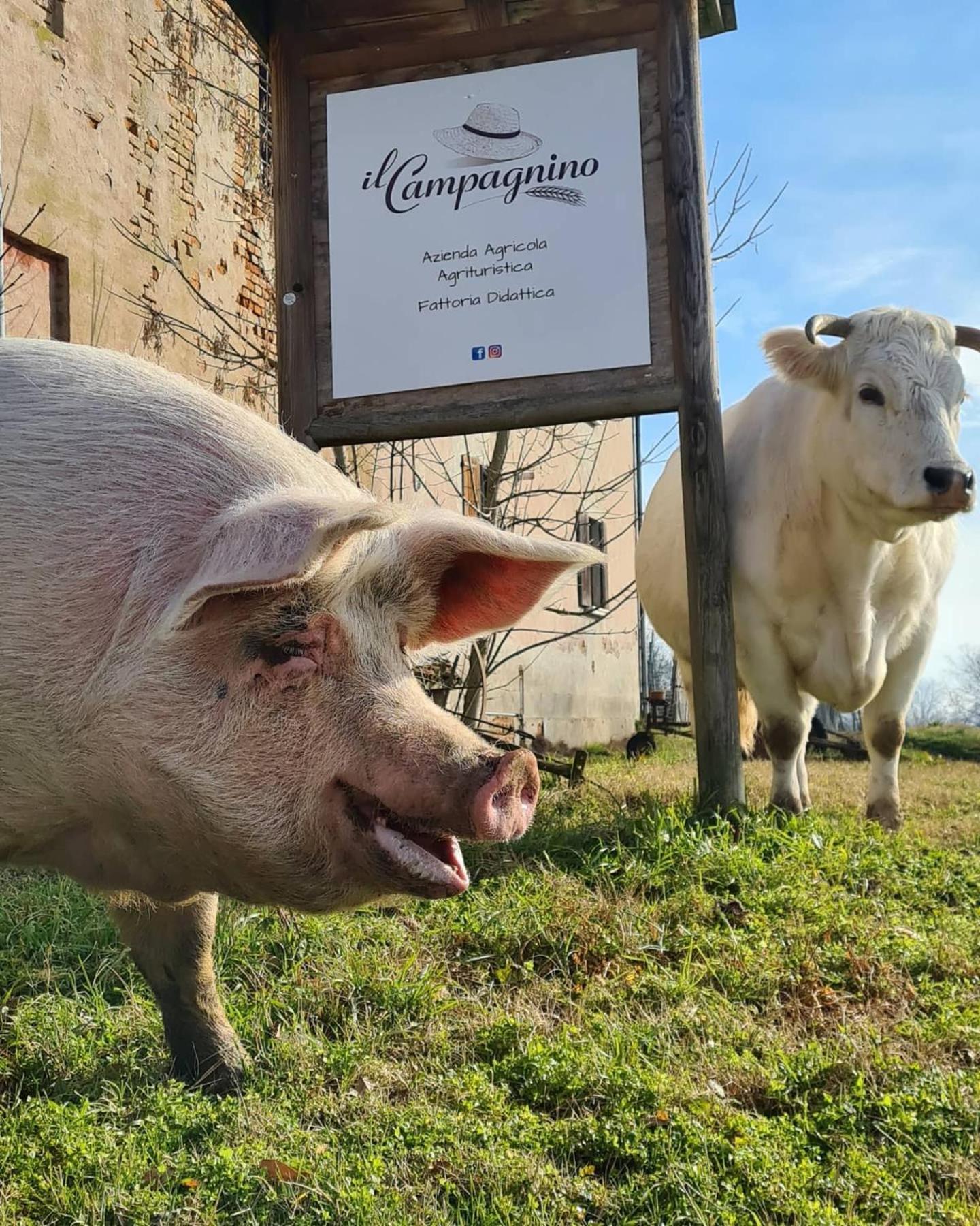 Agriturismo Il Campagnino Cremona Eksteriør bilde