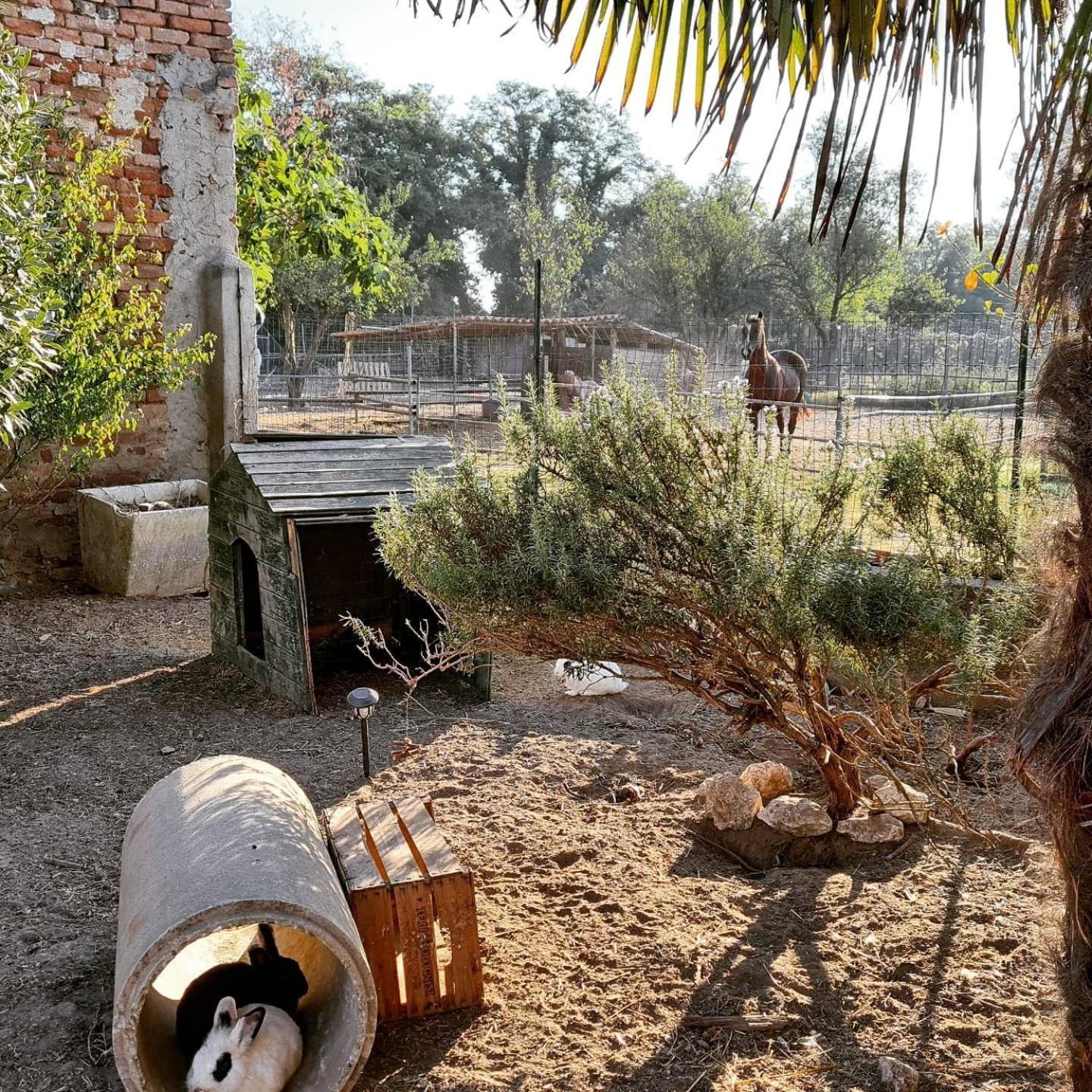 Agriturismo Il Campagnino Cremona Eksteriør bilde